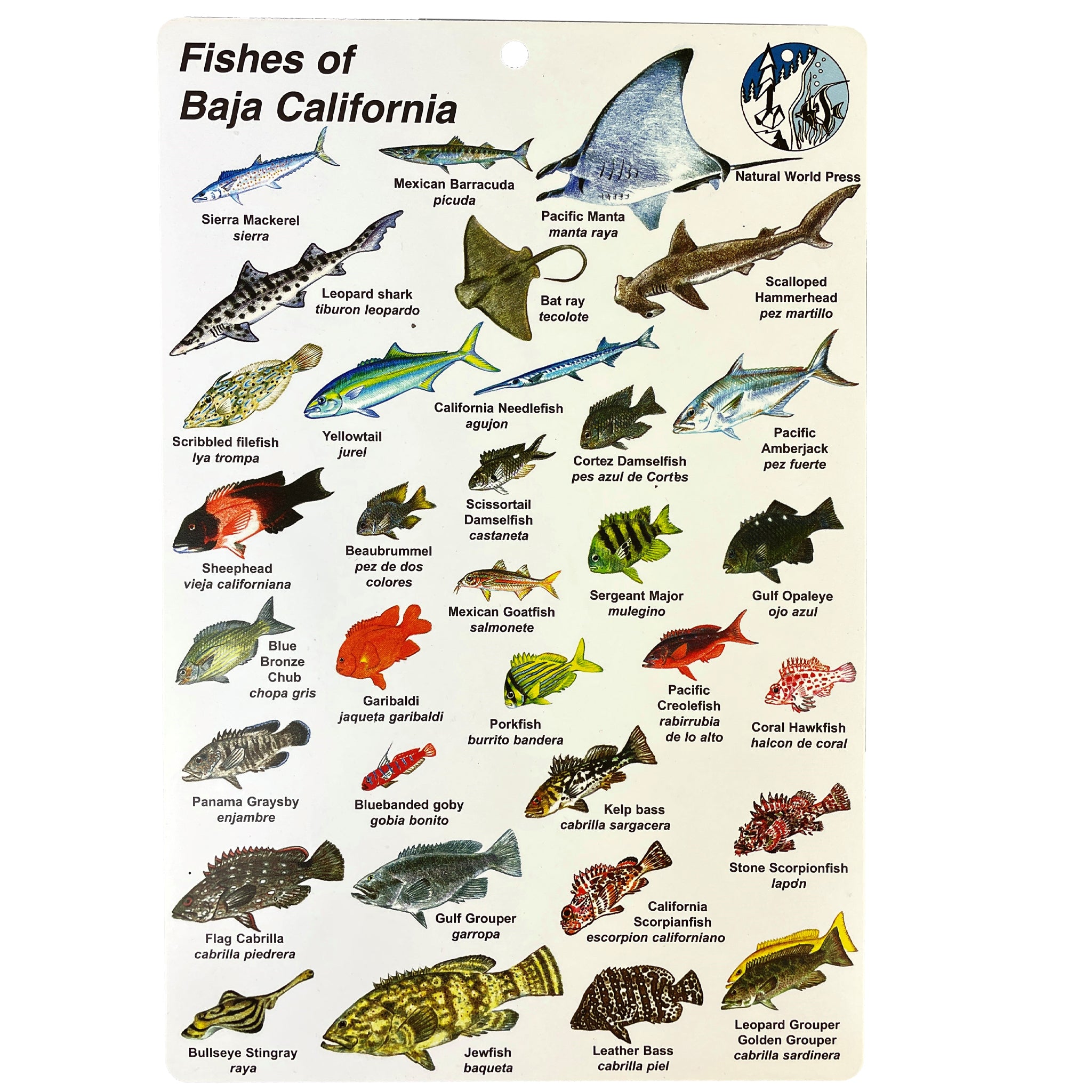 Fish ID Slate Baja California