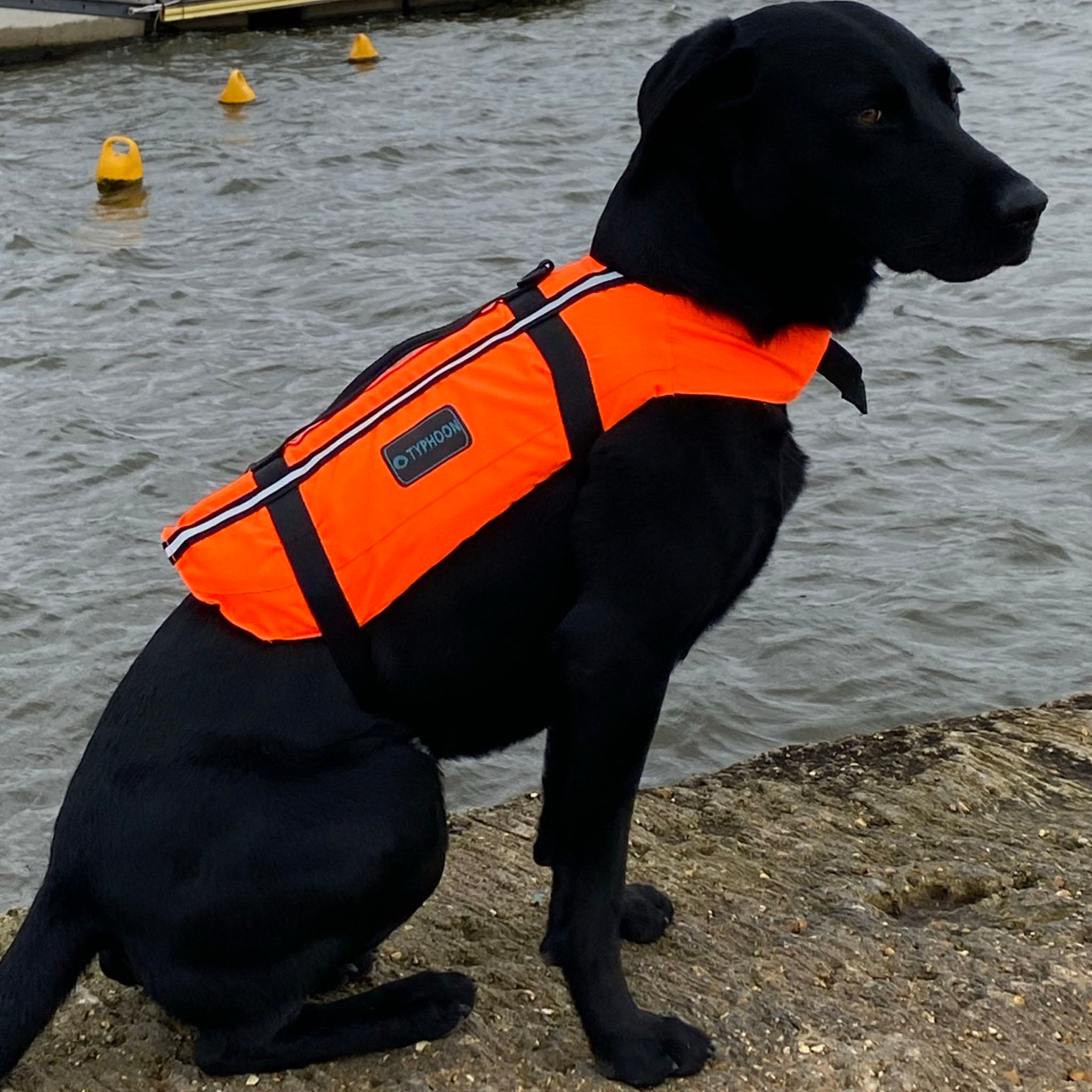 Typhoon Totland Dog Buoyancy Aid