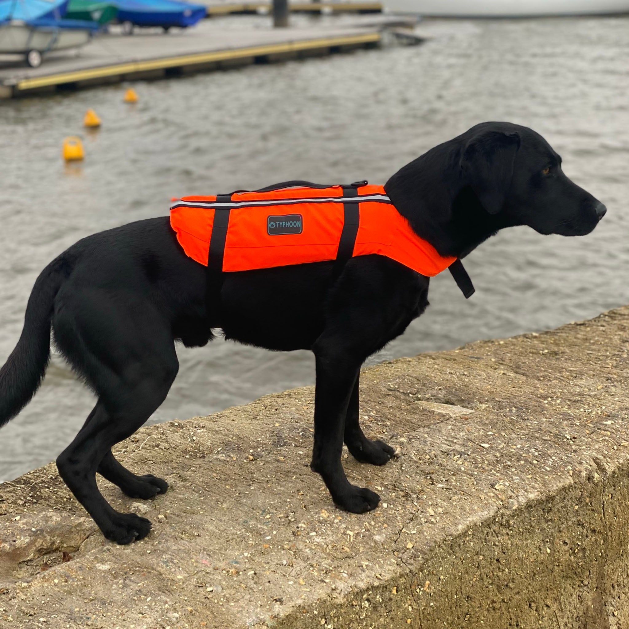 Typhoon Totland Dog Buoyancy Aid | Modelled