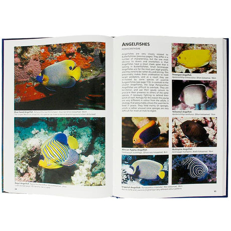 Reef Fishes of The Maldives Inside | Scuba Diving Guide Book