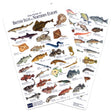 Fish ID Slate for the British Isles