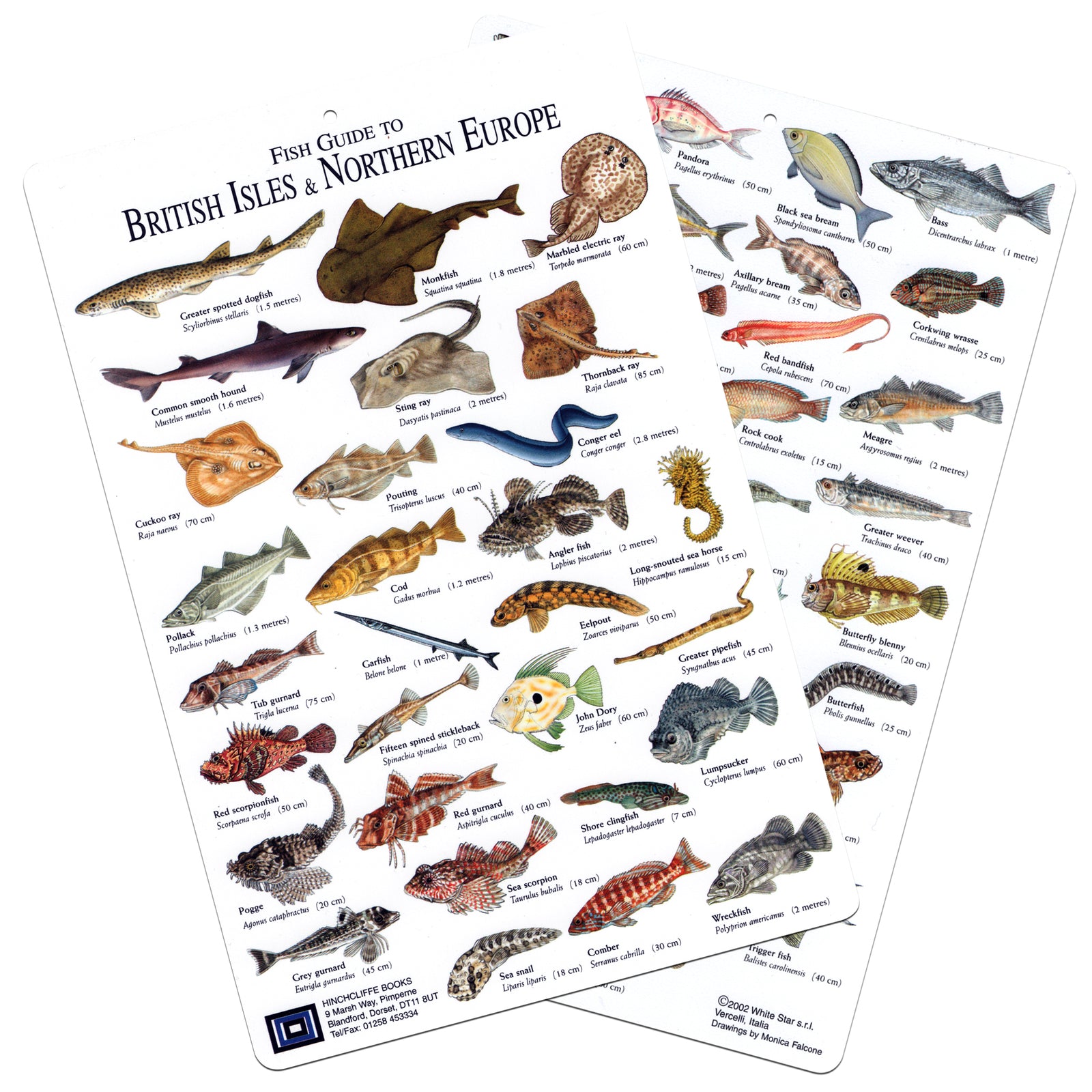 Fish ID Slates And Waterproof Guides – Watersports Warehouse