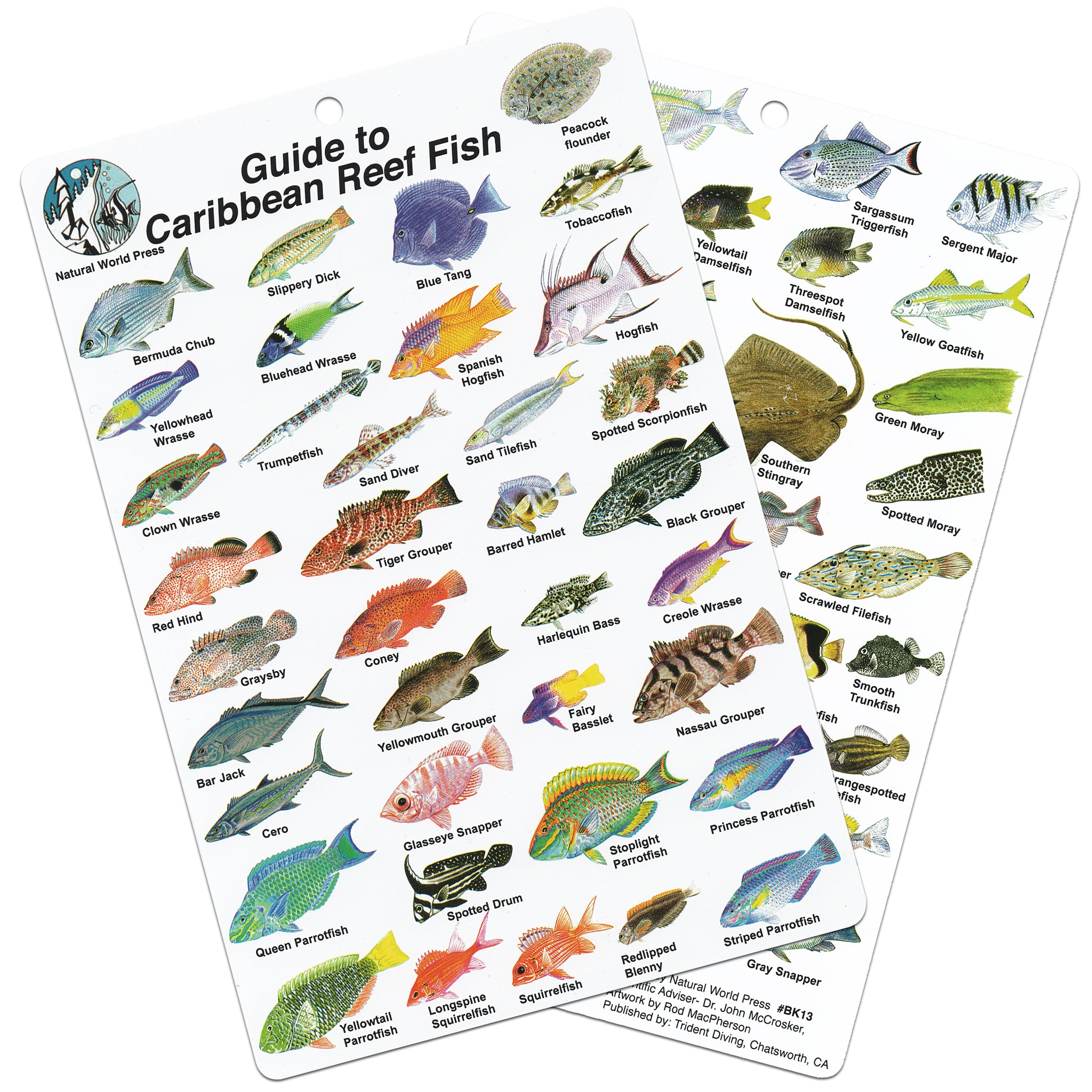 Fish ID Slate for The Caribbean