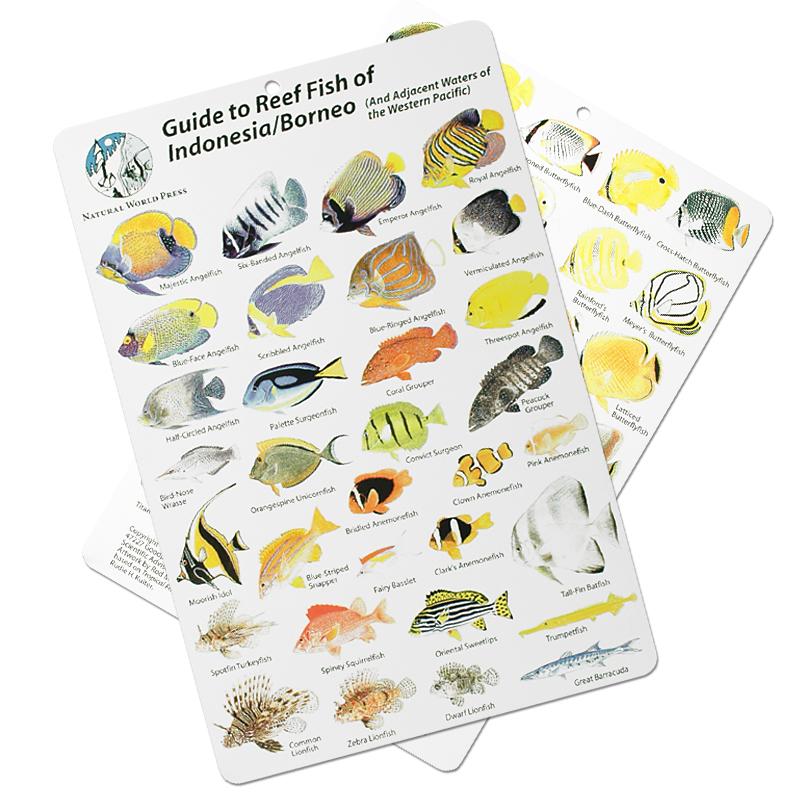 Fish ID Slate for Indoesia and Borneo - UK Shopping