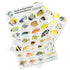 Fish ID Slate for Indoesia and Borneo - UK Shopping